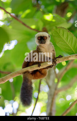 Lémurien à tête blanche (Eulemur albifrons), Madagascar Banque D'Images