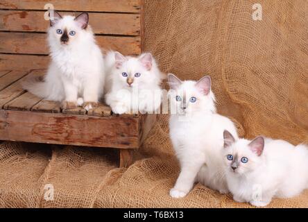 Chat Sacré de Birmanie, Birman Cat Banque D'Images