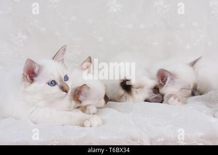 Chat Sacré de Birmanie, Birman Cat Banque D'Images