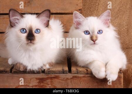 Chat Sacré de Birmanie, Birman Cat Banque D'Images