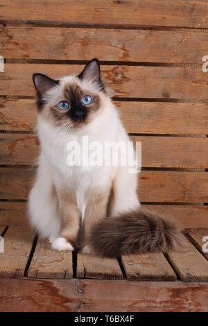 Chat Sacré de Birmanie, Birman Cat Banque D'Images