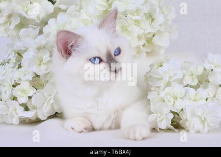 Chat Sacré de Birmanie, Birman Cat Banque D'Images