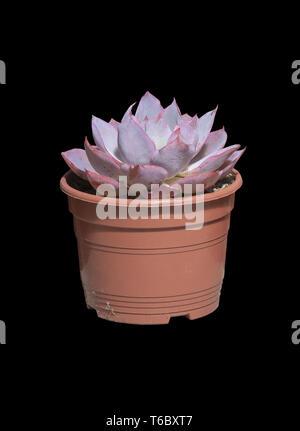 Violet succulentes cactus en pot en plastique brun isolé sur noir. Banque D'Images