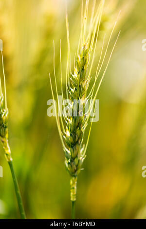 Liseron des champs verts dans un champ de blé jaune blé mûr spike dans un champ sur une journée ensoleillée. Banque D'Images