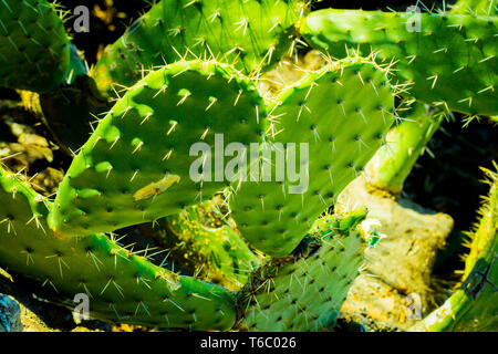 Close-up d'Opuntia. Cactus, plantes grasses, le vert des plantes tropicales. Tenerife, Espagne. Banque D'Images