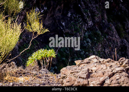 Paysage avec aeonium (succulentes) et rock. Espagne, Tenerife, La Masca. Banque D'Images