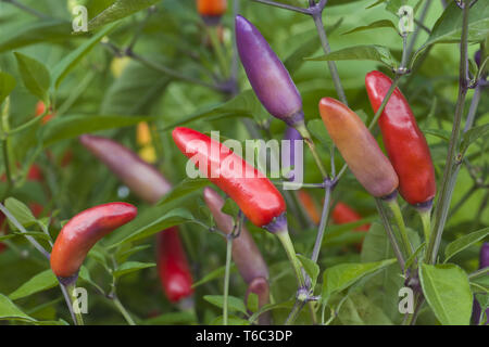 Purple Chili Peppers Banque D'Images