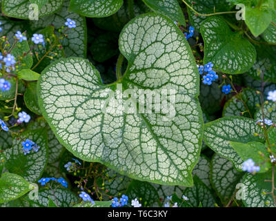 Brunnera macrophylla 'Jack Frost' Banque D'Images