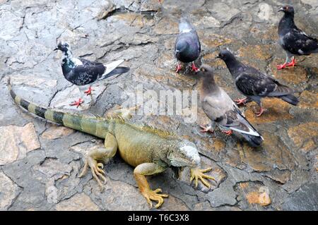 Les citadins des iguanes et les pigeons à Guayaquil Equateur Banque D'Images