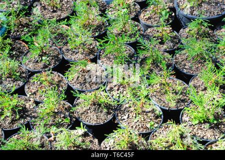 Les jeunes arbres mammouth cultivés en pots de fleurs Banque D'Images