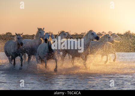 Chevaux de Camargue sauvage blanc d'exécution sur l'eau, Aigues Mortes, sud de la France Banque D'Images