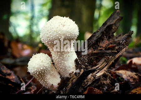 Lycoperdon perlatum sur un tronc d'arbre mort dans la forêt Banque D'Images