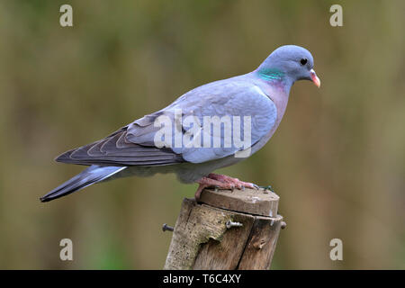 Pigeon colombin Columba oenas, au sommet d'une mangeoire, journal YWT Adel Barrage, Leeds, West Yorkshire, Angleterre, Royaume-Uni. Banque D'Images