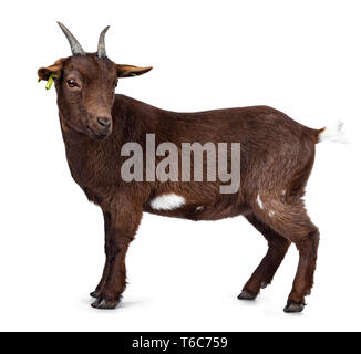 Chèvre pygmée brun foncé mignon, du côté. À la caméra à côté avec la tête tournée. Isolé sur fond blanc. Banque D'Images