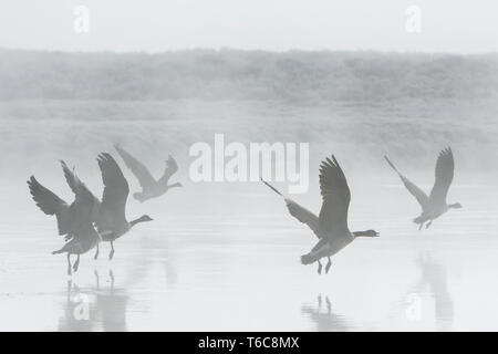 Bernache du Canada (Branta canadens). Troupeau d'oies décollant tôt le matin, le brouillard sur la rivière Yellowstone. Le Parc National de Yellowstone, Wyoming, USA. Banque D'Images