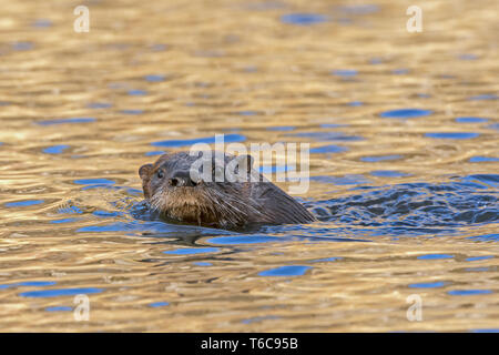 L'Amérique du Nord La Loutre de rivière (Lontra canadensis). L'Acadia National Park, Maine, USA. Une loutre au lever du soleil. Banque D'Images