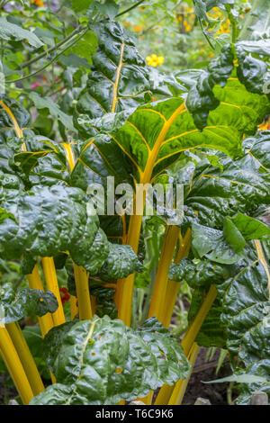 Bette à carde (Beta vulgaris ssp. Vulgaris) Banque D'Images