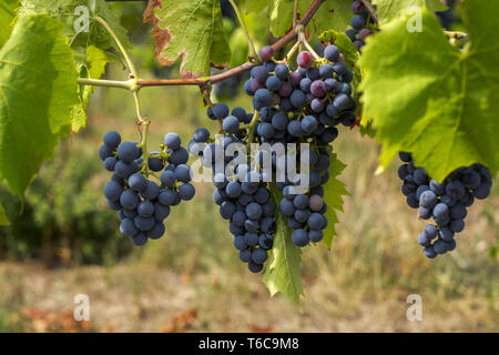Raisin bleu (Vitis sp.) sur la vigne Banque D'Images