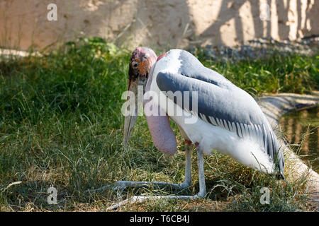 Marabou stork (crumenifer Flamant rose (Phoenicopterus ruber) grand échassier Banque D'Images