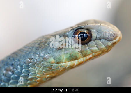 La couleuvre de Montpellier (Malpolon insignitus) Banque D'Images