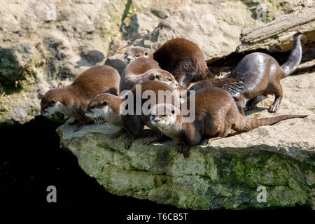 Famille de loutre d'Europe (Lutra lutra) Banque D'Images