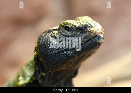 Uromastyx est un genre de lézards dragons asiatiques et africains Banque D'Images