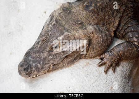 (Osteolaemus tetraspis Crocodile nain) Banque D'Images