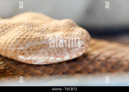 Vipère (Macrovipera schweizeri) viper venimeuse Banque D'Images