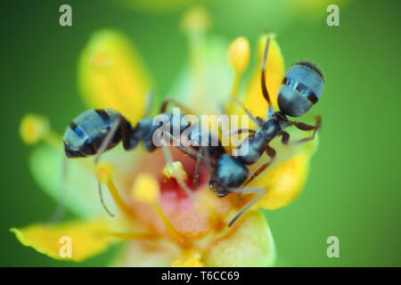 Floues. fleur microscopiques de la taille d'une fourmi attire les insectes avec une abondance de nectar. Ant de nourriture. Fenêtre sur monde de montagne ultra macro, Banque D'Images