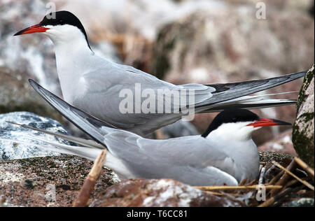 Paire de la sterne pierregarin (Sterna hirundo). L'un est assis sur un nid, un partenaire à proximité comme un territoire de la garde dans la colonie Banque D'Images