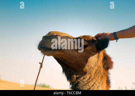 Fier arrogant dromader camel sur fond de dunes. Portrait dans le grand désert indien, Thar, part avec le bracelet pour la tête de l'animal Banque D'Images