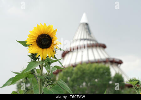 Fleurs de tournesol. Dans l'arrière-plan la tour du millénaire à Magdebourg Banque D'Images