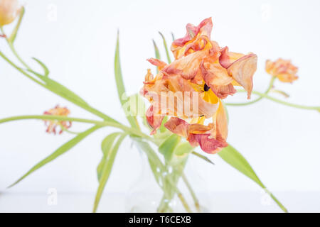 Rouge, jaune et orange parrot tulip est plissée à la perfection... c'est aussi beau que jamais, juste un peu plus vieux Banque D'Images