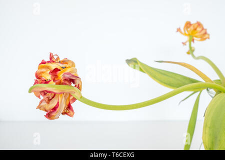 Tulip avec tige horizontale tordues et pétales froissés prouve le vieillissement peut encore rendre sa propre beauté Banque D'Images