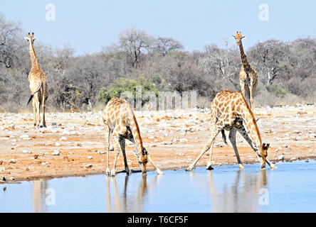 Les Girafes de boire la Namibie Banque D'Images