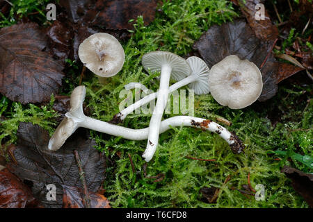 Hygrophorus olivaceoalbus, connue comme la cire d'olive, sheated waxgill, cap ou cap cireux à gaine visqueux Banque D'Images