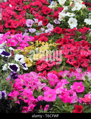 Arrière-plan de nombreuses fleurs de couleur appelé pétunia dans spring Banque D'Images