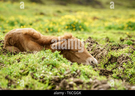 Week old poulain dormant dans le domaine dans une ferme à l'Islande Banque D'Images