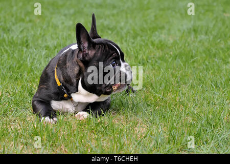 Bouledogue Français Banque D'Images