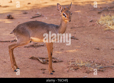 Dik-dik petit antilope, Madoqua, bouche fermée, mâle avec des cornes, joli visage regardant vers l'avant, debout à l'ombre. Réserve de Samburu, Kenya, Afrique Banque D'Images