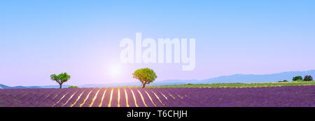 Paysage panoramique avec champ de lavande mauve, Valensole, Provence, Sud de la France. Banque D'Images