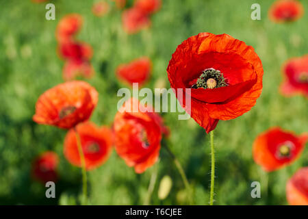 Coquelicots rouges sur un champ au printemps Banque D'Images