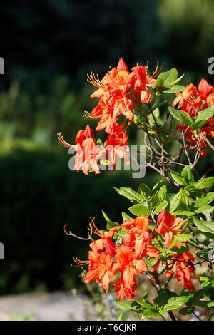 Azalea rhododendron rouge fleurit en printemps jardin Banque D'Images