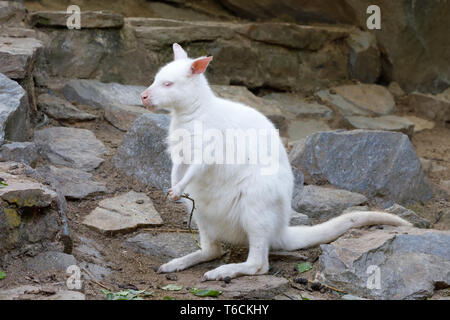 Kangourou albinos blanc pâturage wallaby à cou rouge Banque D'Images