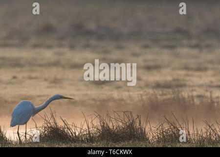 Egret dans une tourbière d'Allemand Banque D'Images