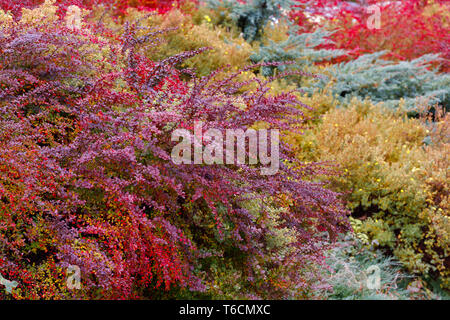 Couleurs d'automne composition dans jardin Banque D'Images