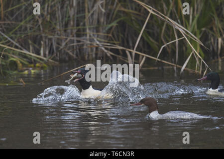 Harle bièvre Mergus, merganse Banque D'Images