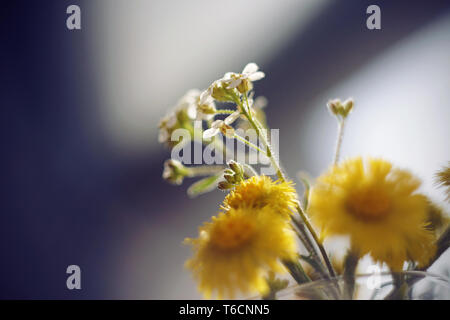 Parfumé de fleurs de printemps dans un bouquet dans un vase de verre transparent violet sur un fond flou. Banque D'Images
