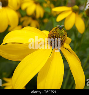 Fleur jaune avec une mouche en été Banque D'Images