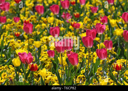 Tulipes et pensées dans un parc Banque D'Images